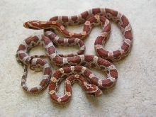 Pair of CB04 Dream corns