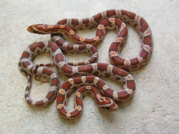 Pair of CB04 Dream corns
