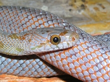Bairds Rat Snake