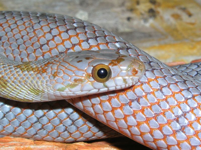 Bairds Rat Snake