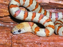 bauble stock male thayeri