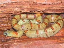 bodner stock thayeri - female