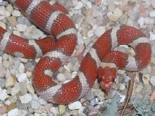 Large hypo