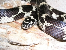 Currituck County NC local eastern