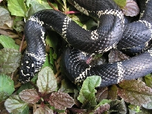 Currituck county eastern kingsnake