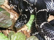 breeder northampton county eastern kingsnake