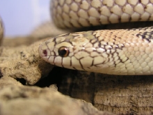 blaze phase goini (female)