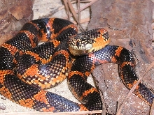 goini 07 neonate
