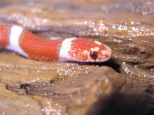 hypo coastal head shot
