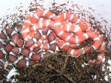 CB04 Hypo Coastals