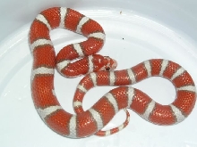 neonate hypo coastal