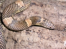 blaze phase goini (male)