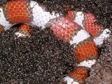 nesting hypo