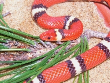 Scarlet King (w/c hypo)