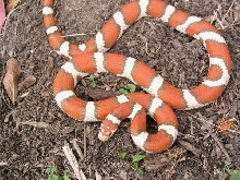 Hypo Coastal