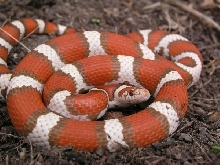 Hypo Coastal