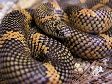 female goini 2