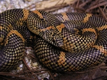 female goini 1
