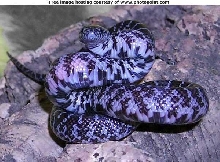 baby NE Axanthic