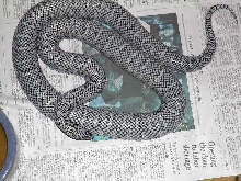 NE Axanthic Brooksi
