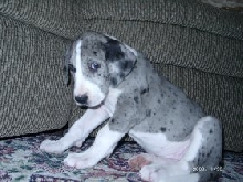 Hannah-6weeks-Great Dane puppy
