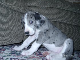 Hannah-6weeks-Great Dane puppy
