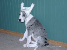 Hannah-8.5weeks(just got ears clipped)