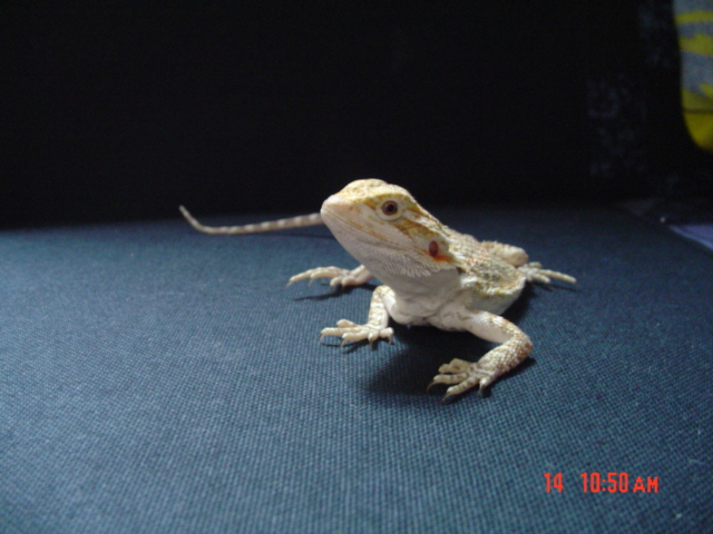 beered dragons