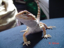 godzilla
