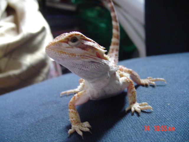godzilla