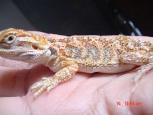 does any one know  what type?