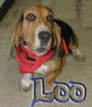 My Basset Duchie
