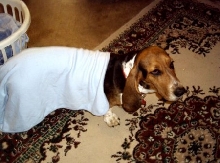 Douchie The Day After I Got Her Jan,7,2005 1 Of The Kids Put That Blanket O