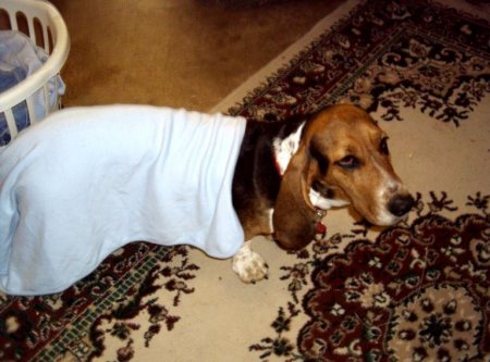 Douchie The Day After I Got Her Jan,7,2005 1 Of The Kids Put That Blanket O