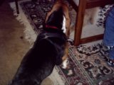 Douchie Looking At My Neice's Golden Retreaver Puppy Duke