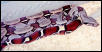 Guyanan Redtail Boa