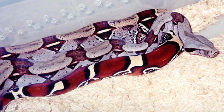Guyanan Redtail Boa