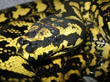 Jungle Carpet Python