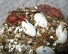 Crested geckos hatching