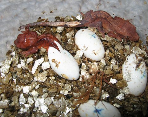 Crested geckos hatching