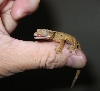 young crested gecko