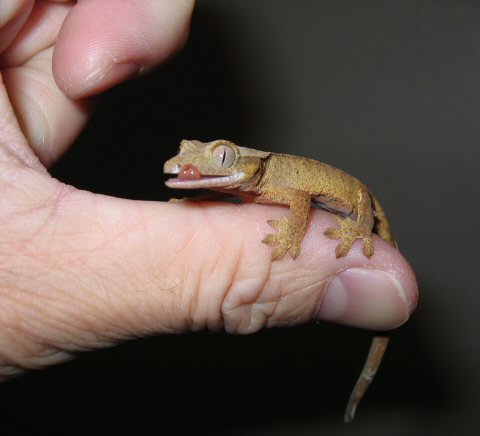 young crested gecko