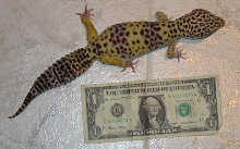 Jaamini & Dollar Bill