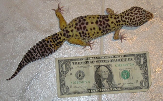 Jaamini & Dollar Bill