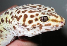 Jaamini's head