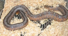 Baird's Ratsnake