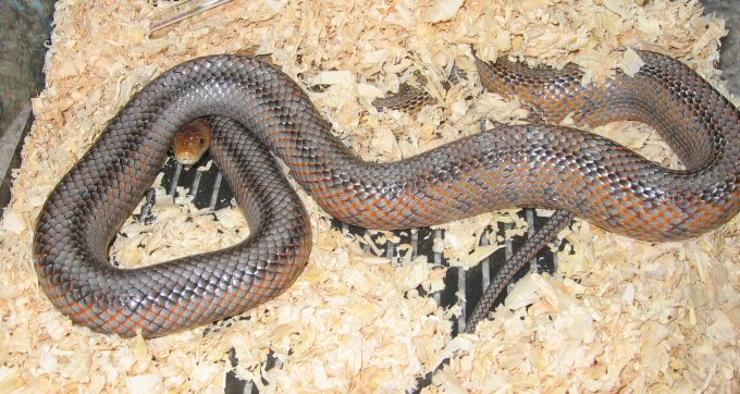 Baird's Ratsnake