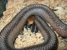 Baird's ratsnake
