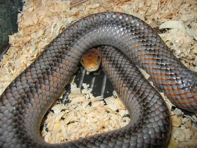 Baird's ratsnake