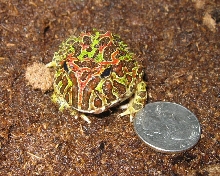 Ornate Horned Frog